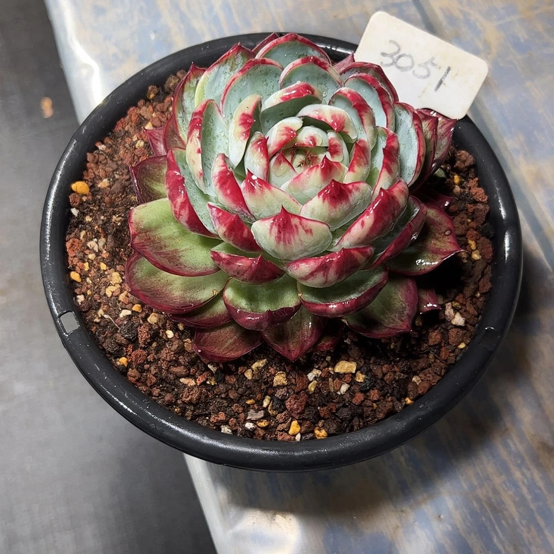 *****惊鸿仙子一物一拍3051号