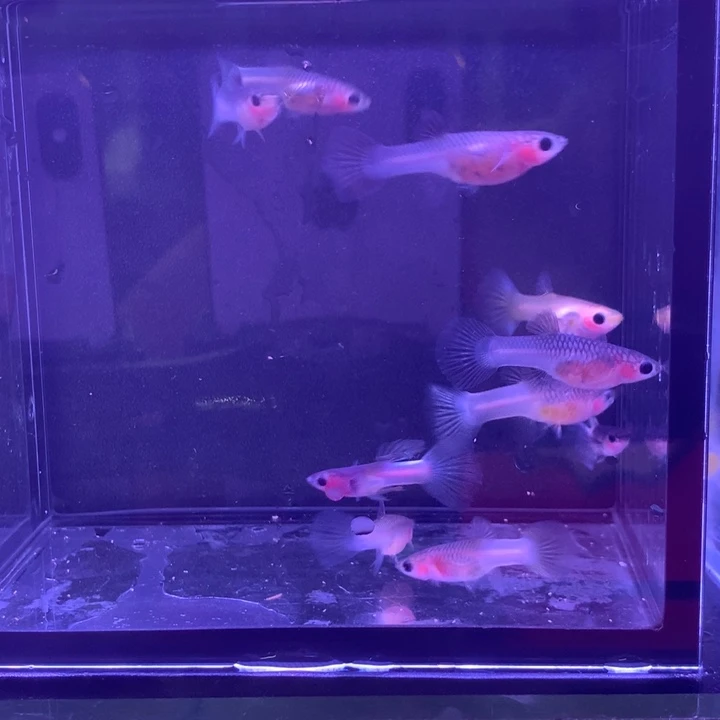 孔雀鱼粉猫8母2公