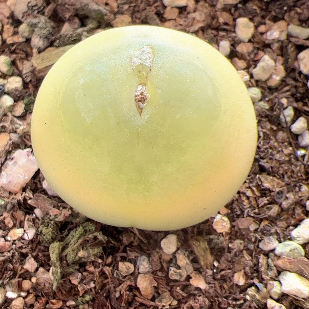 【闪购商品】84 福利拉登