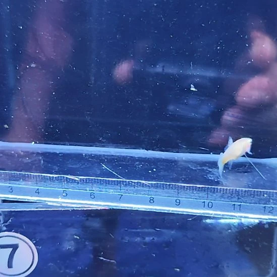 孔雀鱼12拉珠丽紫尾一对