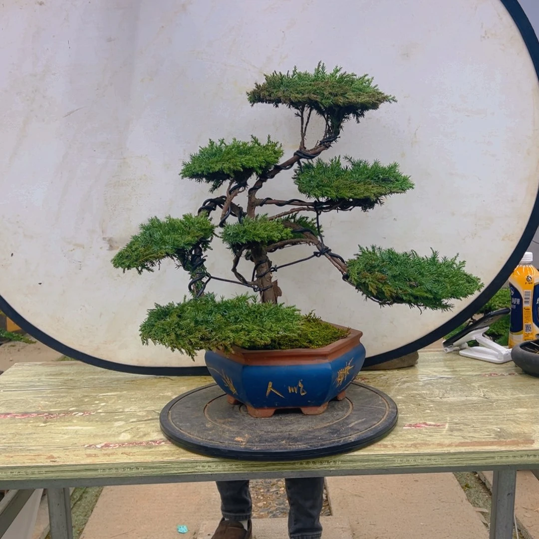 盆景龙爪松造型盆景