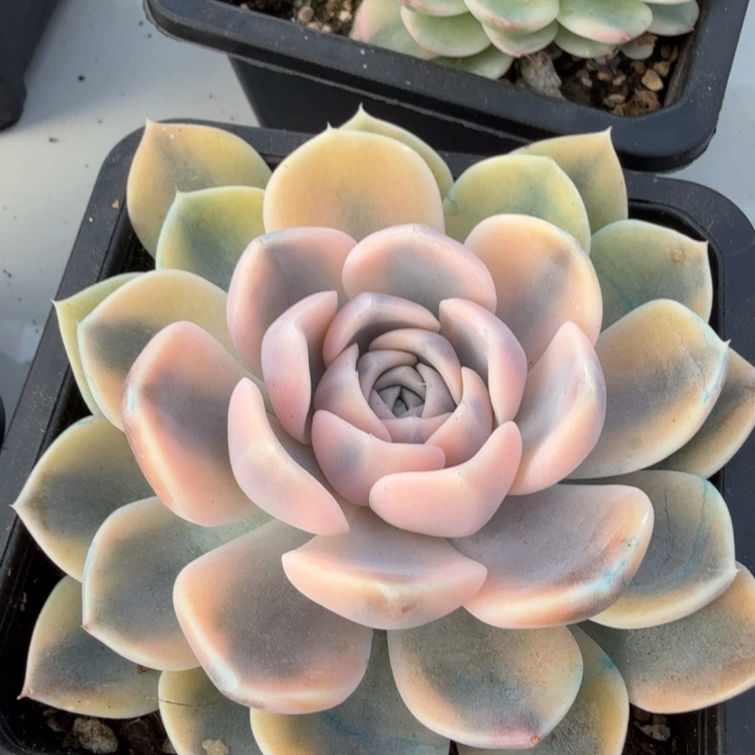 汉堡锦多肉植物12.8