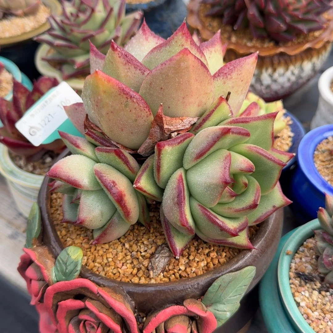 随****从前慢多肉精选编号1221.106带盆