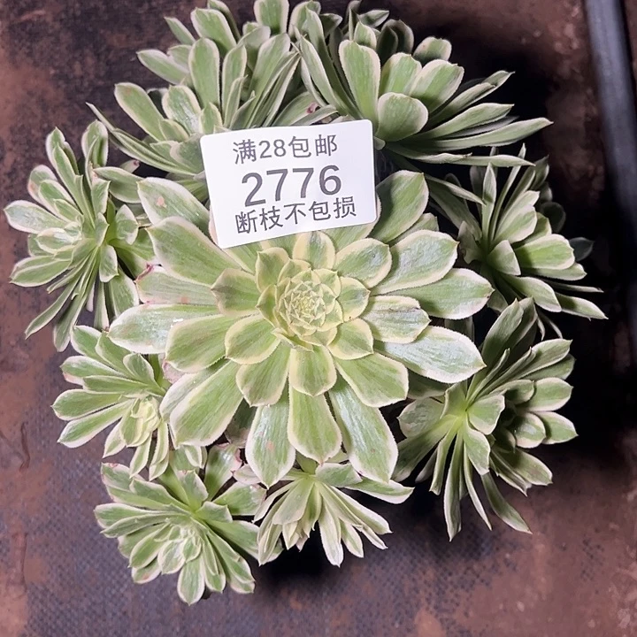 2776碧浪多肉植物
