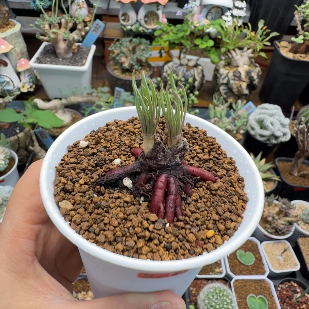 方便面弹簧草524(大大)