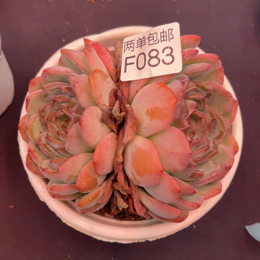 哈哈哈哈哈哈哈哈083