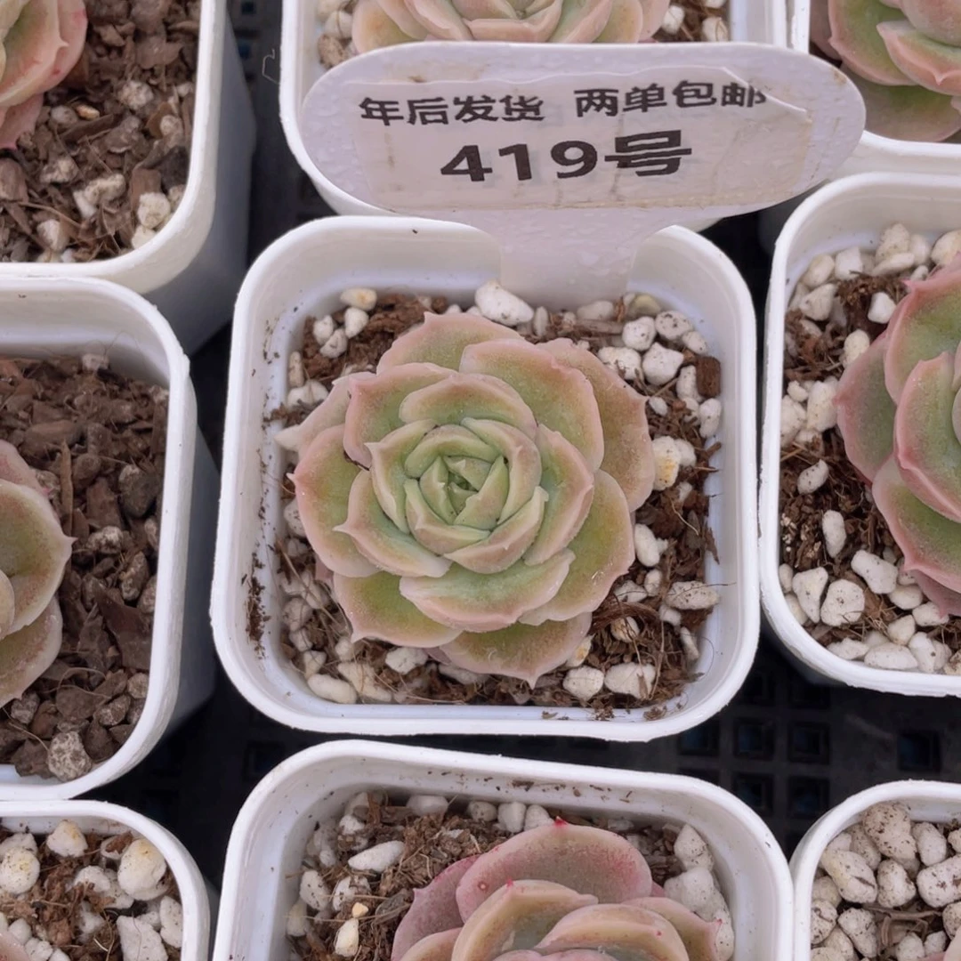 419号水晶虾饺单头一个