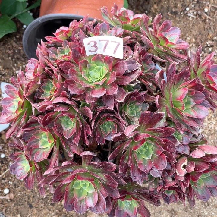 377多肉植物安娜