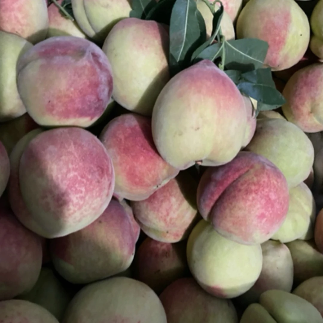 不套袋岗山白桃一斤约2个辽宁省