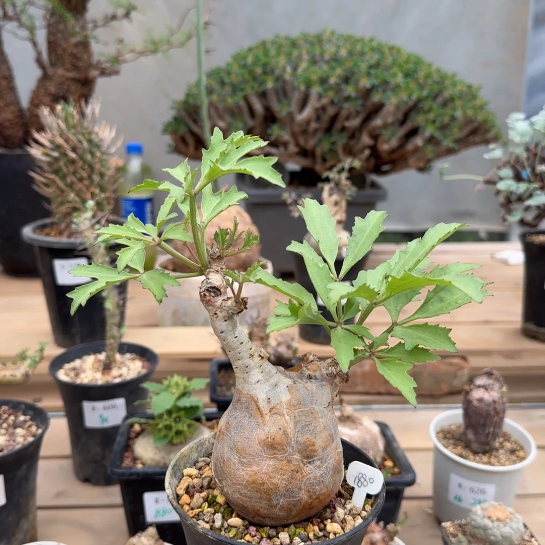 592索马里小叶葡萄翁