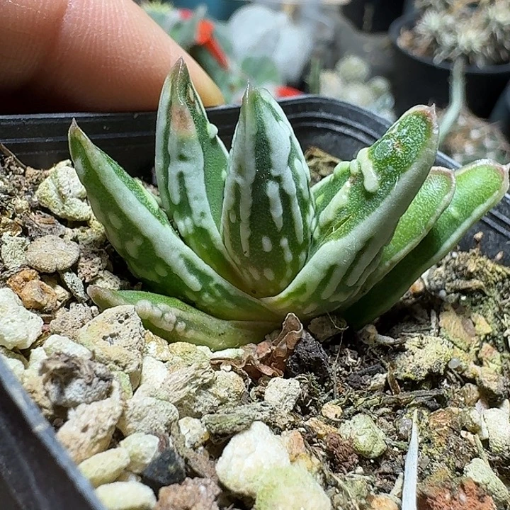 141天使之泪脱土发货