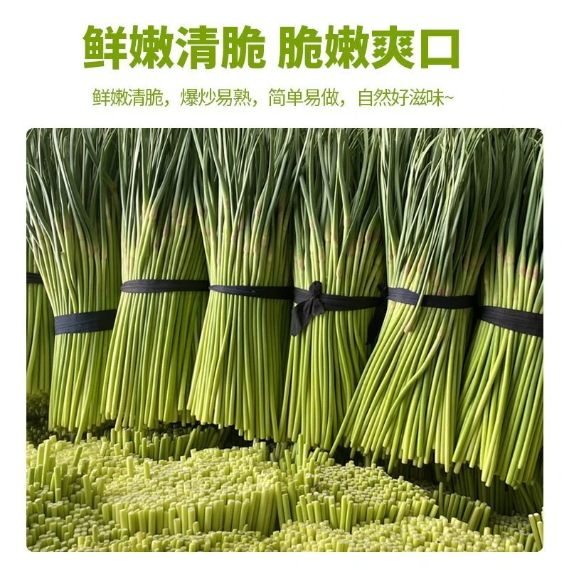 2025年金乡蒜苔20厘米左右红帽蒜苔新蒜苔蒜薹蒜
