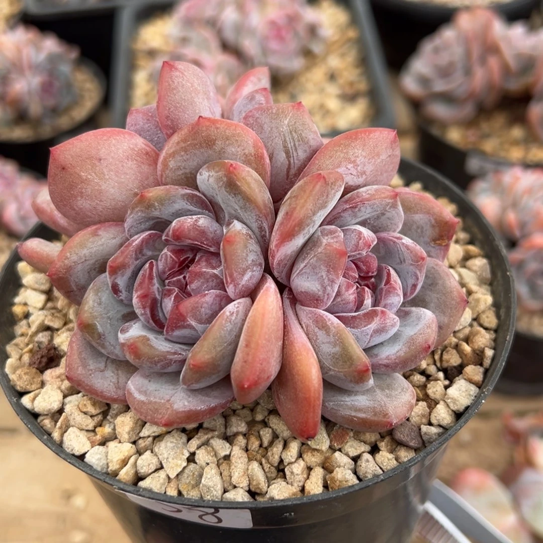 四头紫皮紫心趴头胖体