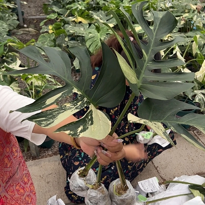 完全开放薄荷随机发货不售后