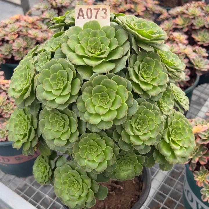 073绿羊绒28厘米左右