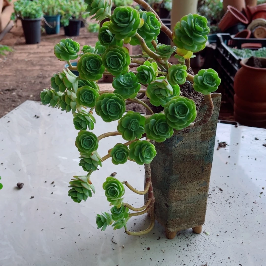 薄化妆一颗带土球发货