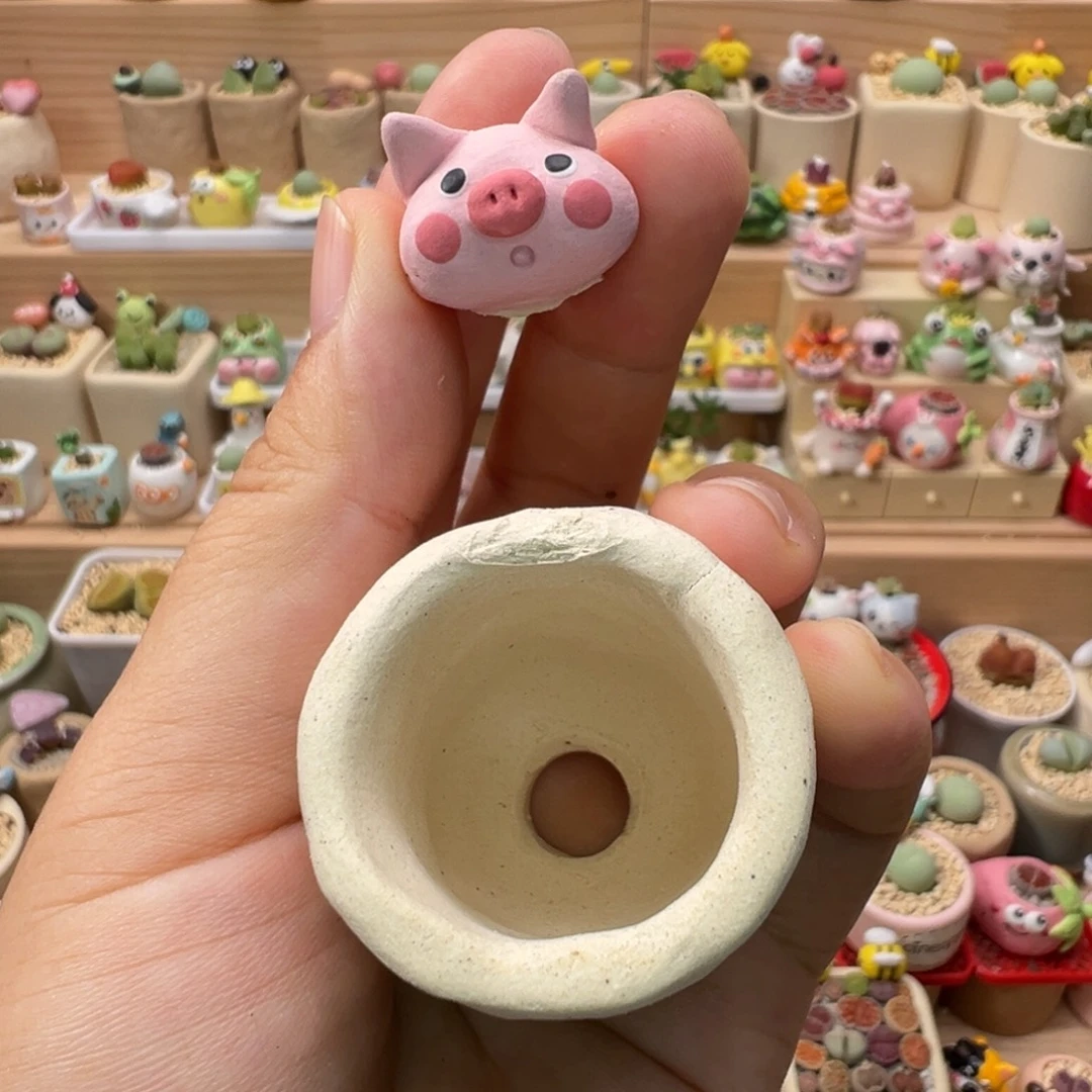 多肉植物193号特价