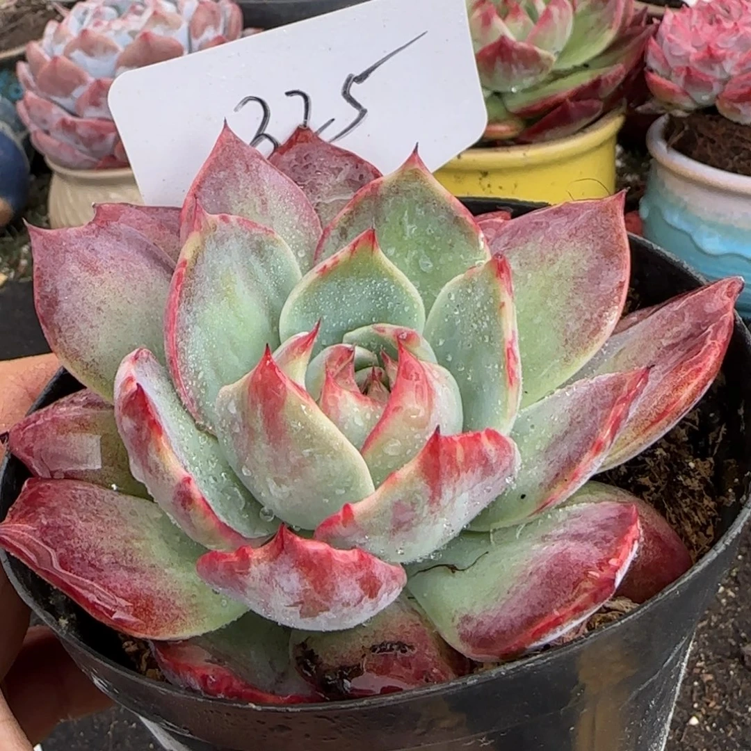 惊鸿一物一拍包装收缩花旱325