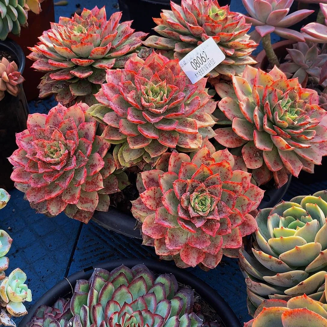 嘿***包贝拉多娜08062多肉多肉