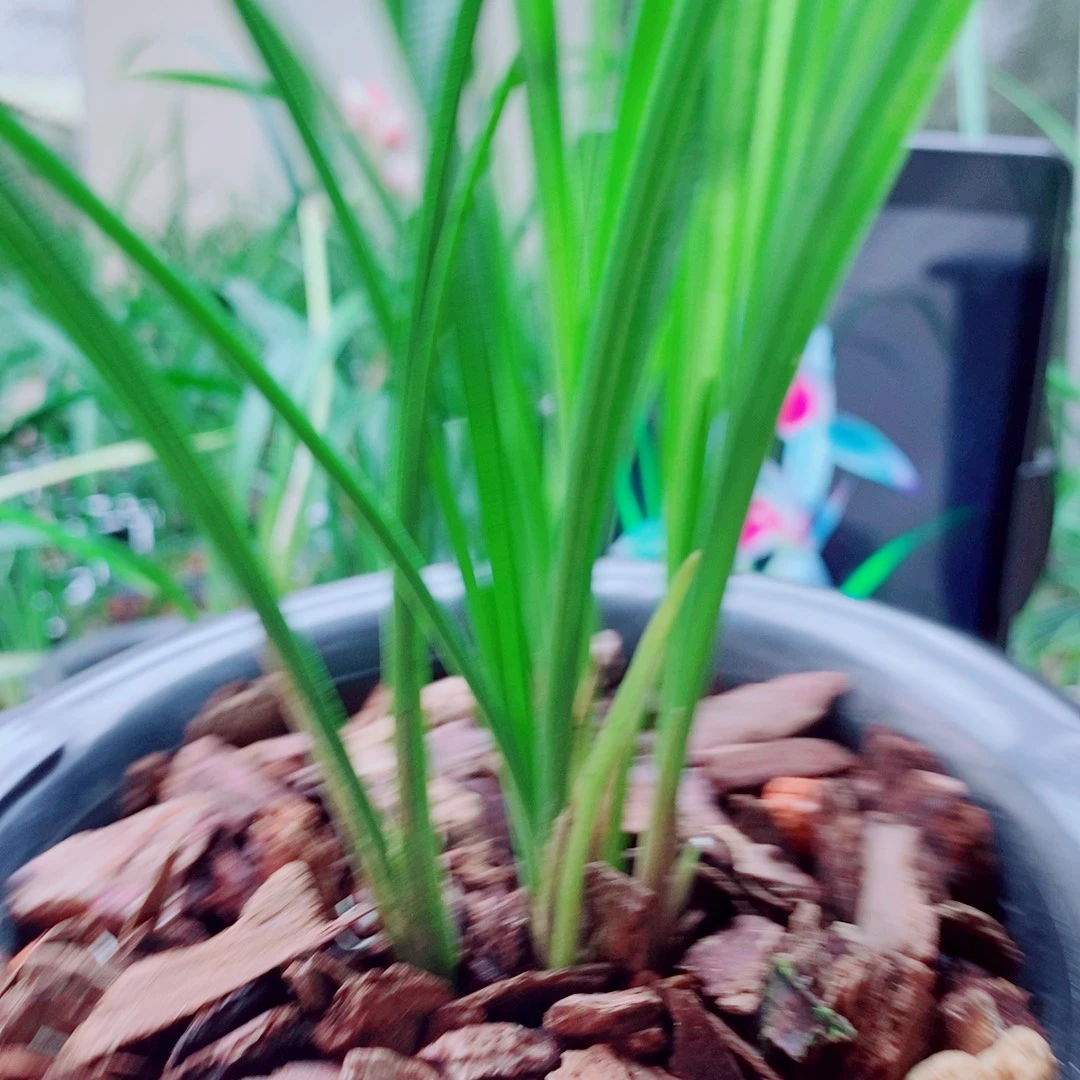 当前无花栽培后可以开花