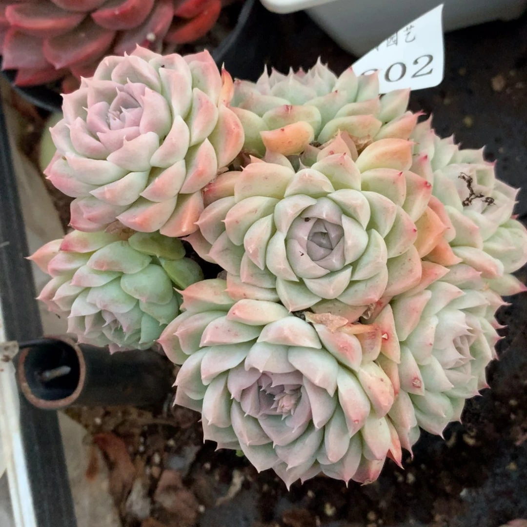 6202新年快乐发发发