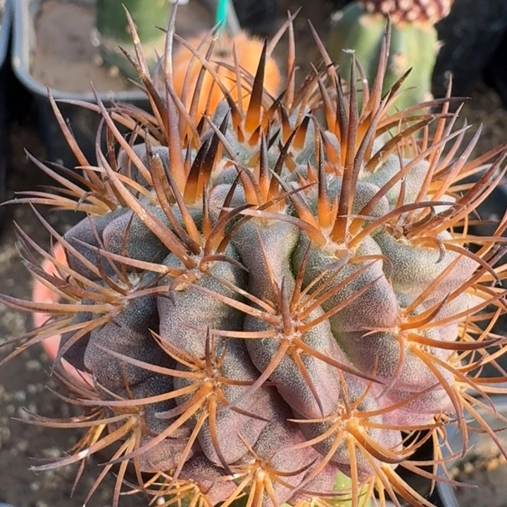 高达66666666666666