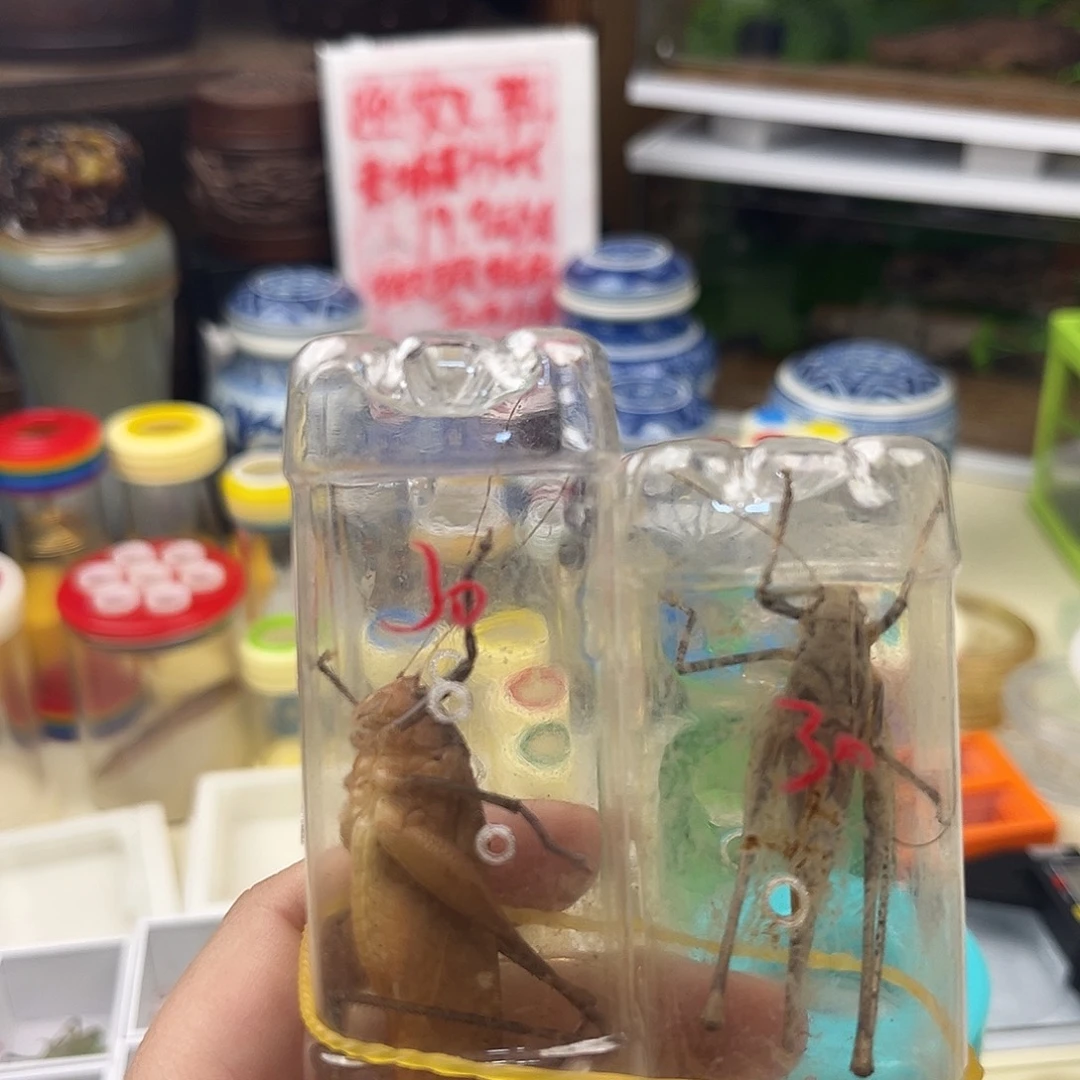 魏***利五条蛙纺拍拍拍拍拍