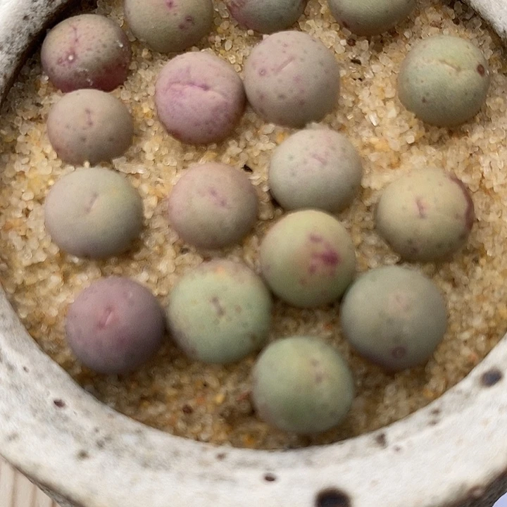 450小奶嘴一组。