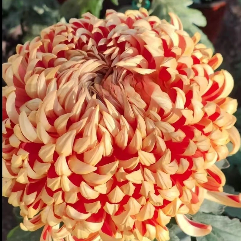 九月大菊(太平红叶）原盆原土带花苞发货