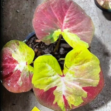 443-0623实生泰国发货