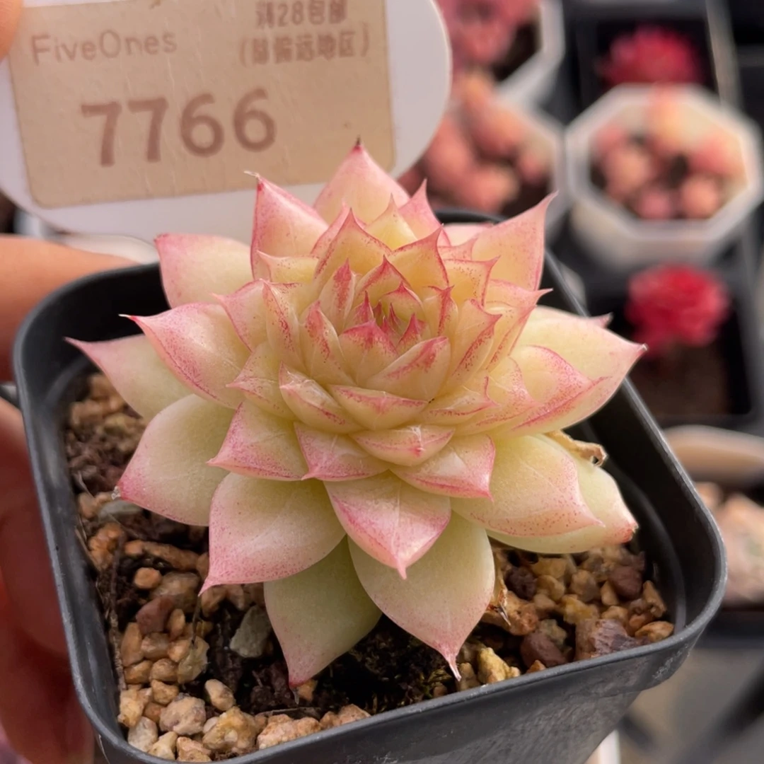 翡翠7766-5.0厘米