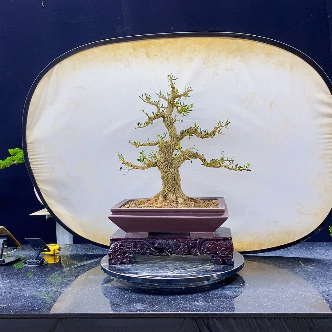 无花朵黄杨盆景造型