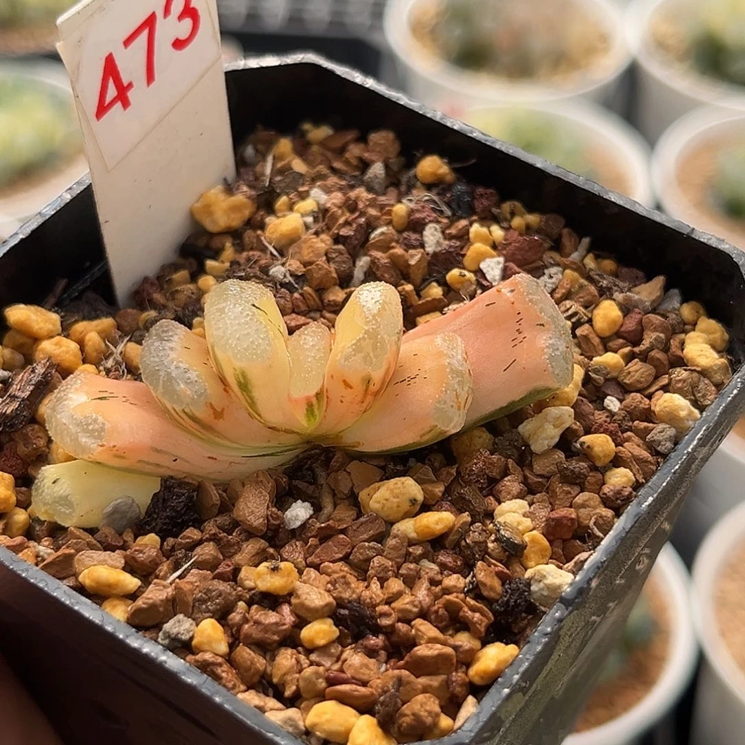 473糊斑浮躁玉扇锦福利