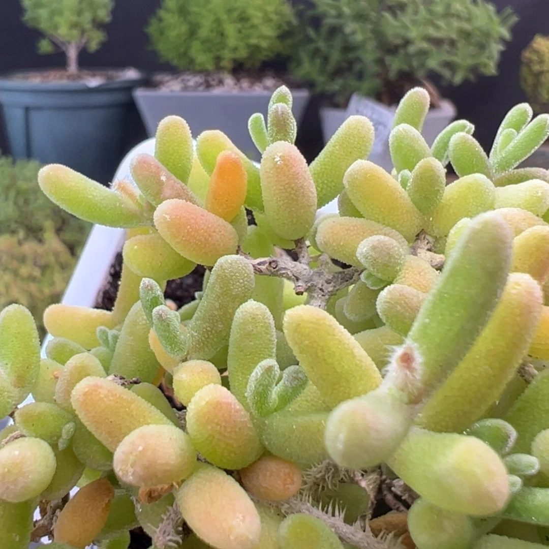 【闪购商品】dy2585钻石黄化锦冠幅6.5cm