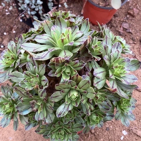 寒***雪法师多肉植物多肉植物多肉植物938