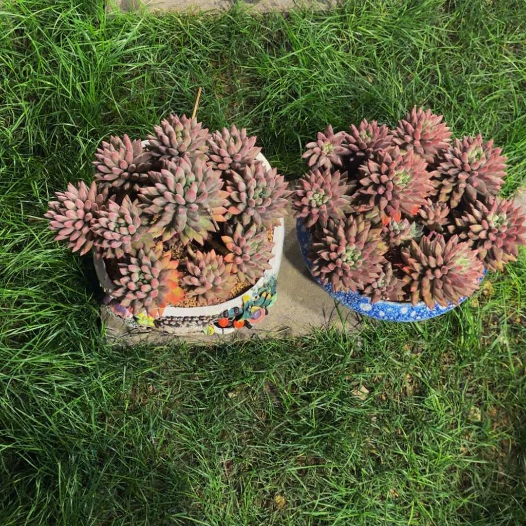 城***3小小弟精品多肉红蜻蜓