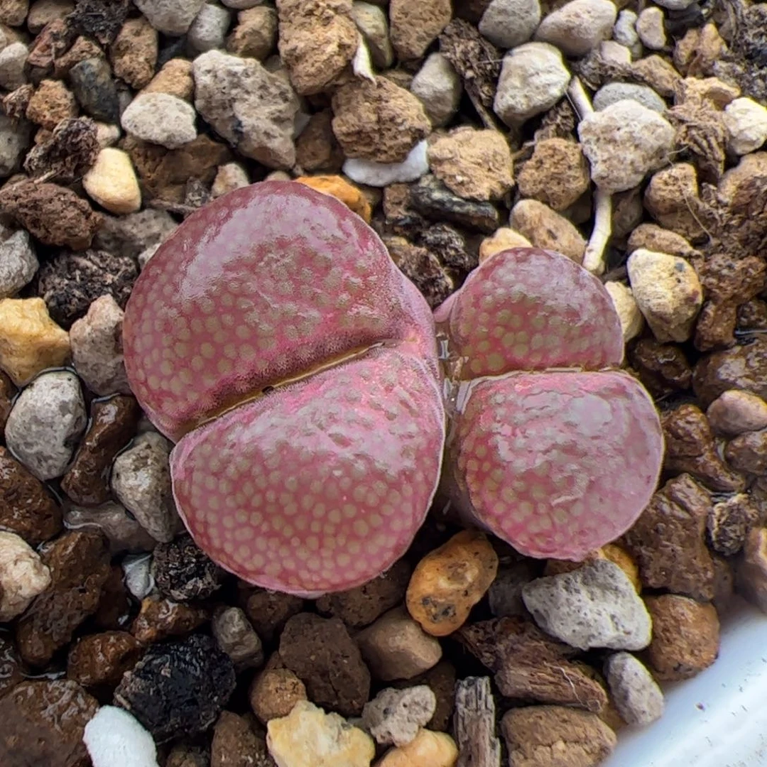 0556号红宝石风铃 多肉植物