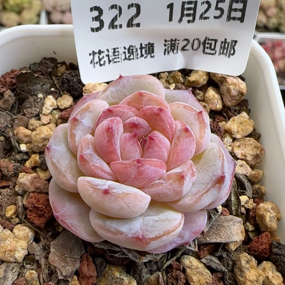 花语逸镜0125-322
