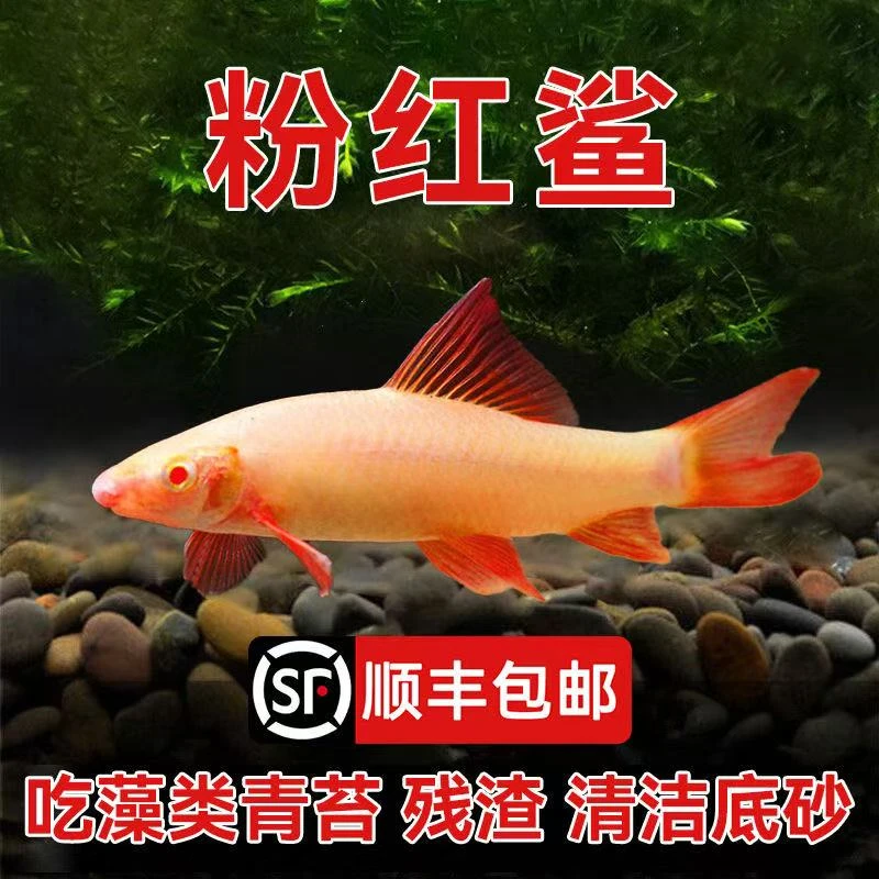 【顺丰广东发货】粉红鲨红尾黑鲨工具鱼鱼缸清洁鱼小型鱼热带观赏鱼