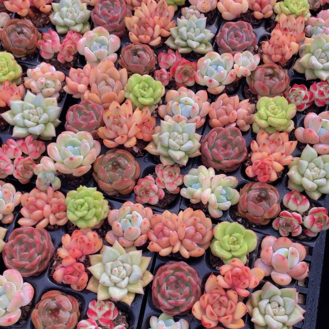 量拍63号 全状态美肉九个