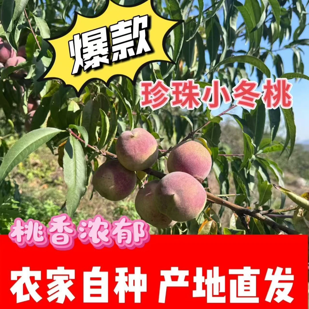 正宗山东冬桃珍珠毛桃冬桃脆桃桃子新鲜当季脆甜青皮应季水果整箱