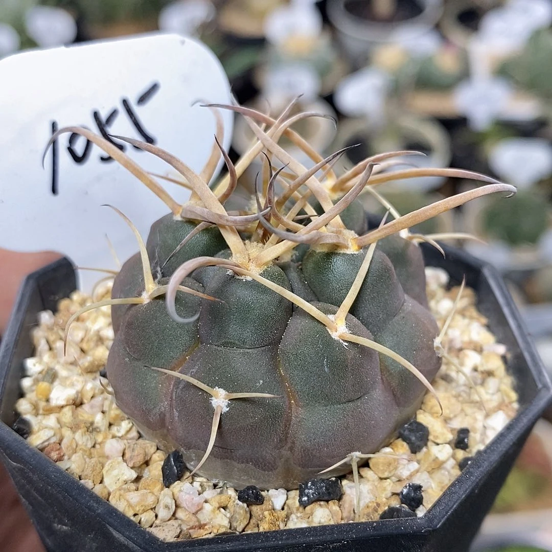 R***o专拍1055号守金摩天龙