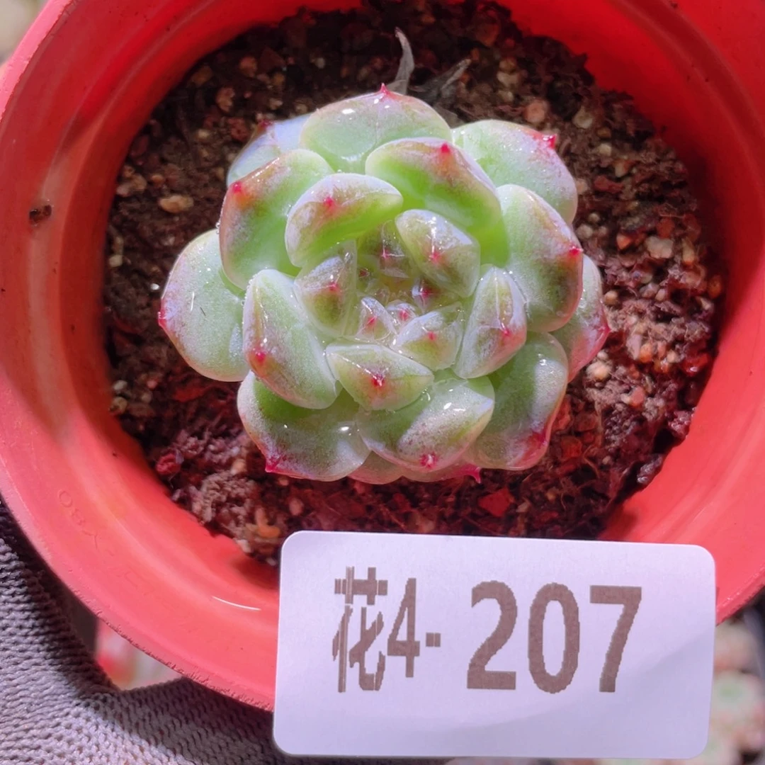 花利美4-207秘境冰魄