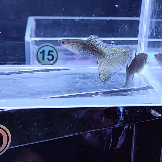 孔雀鱼28黑金蕾丝一对