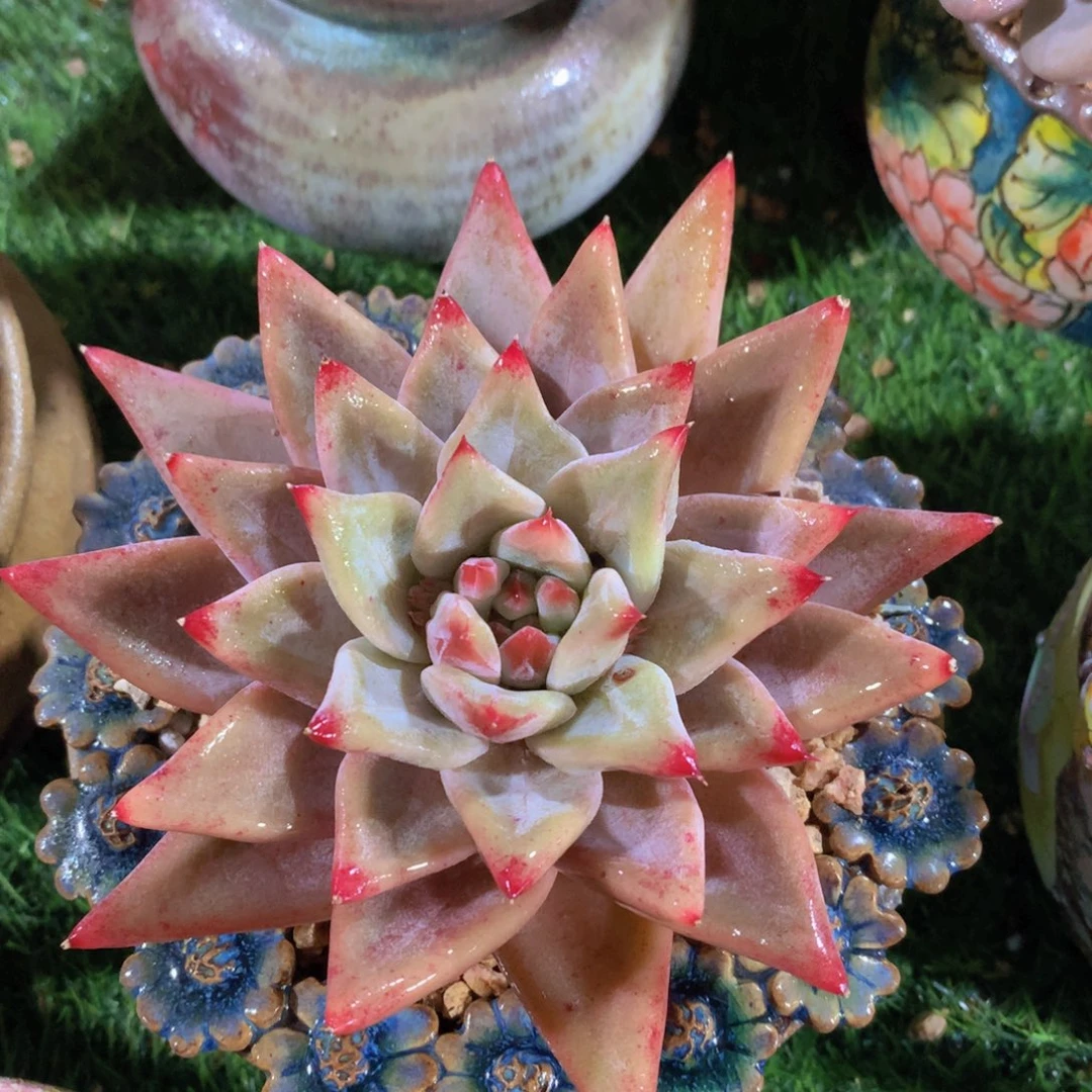 杂交13 公分一物一拍