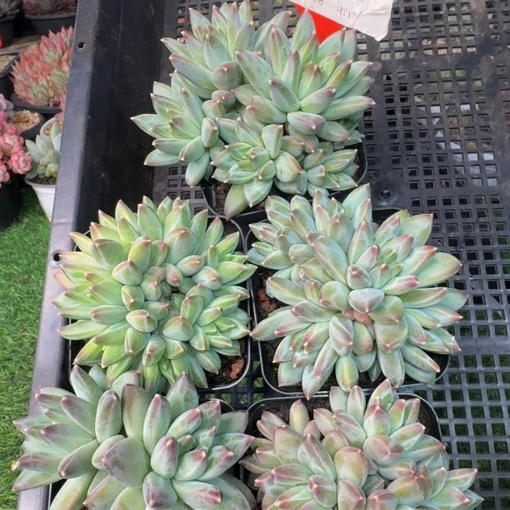 010多肉植物一物一拍