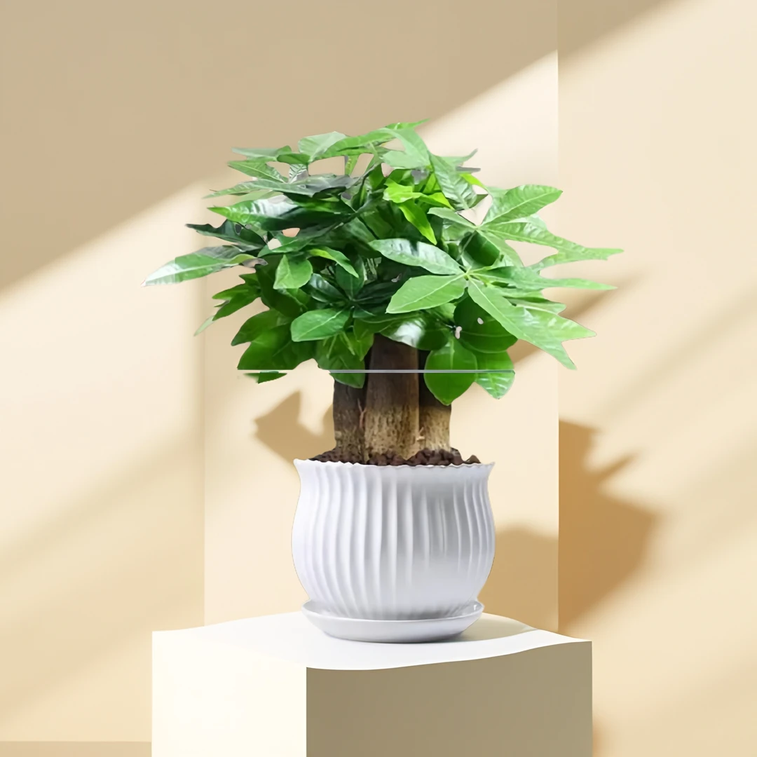 办公室适用的水培三杆发财树绿植装饰品室内客厅桌面好养盆栽