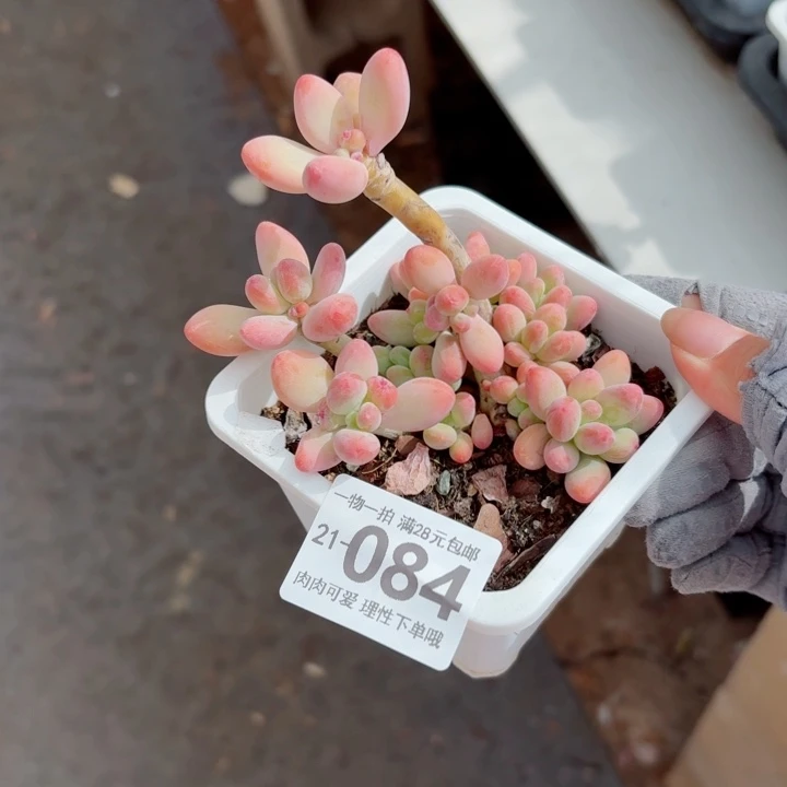 樱花奶多肉无盆土发货多肉多肉
