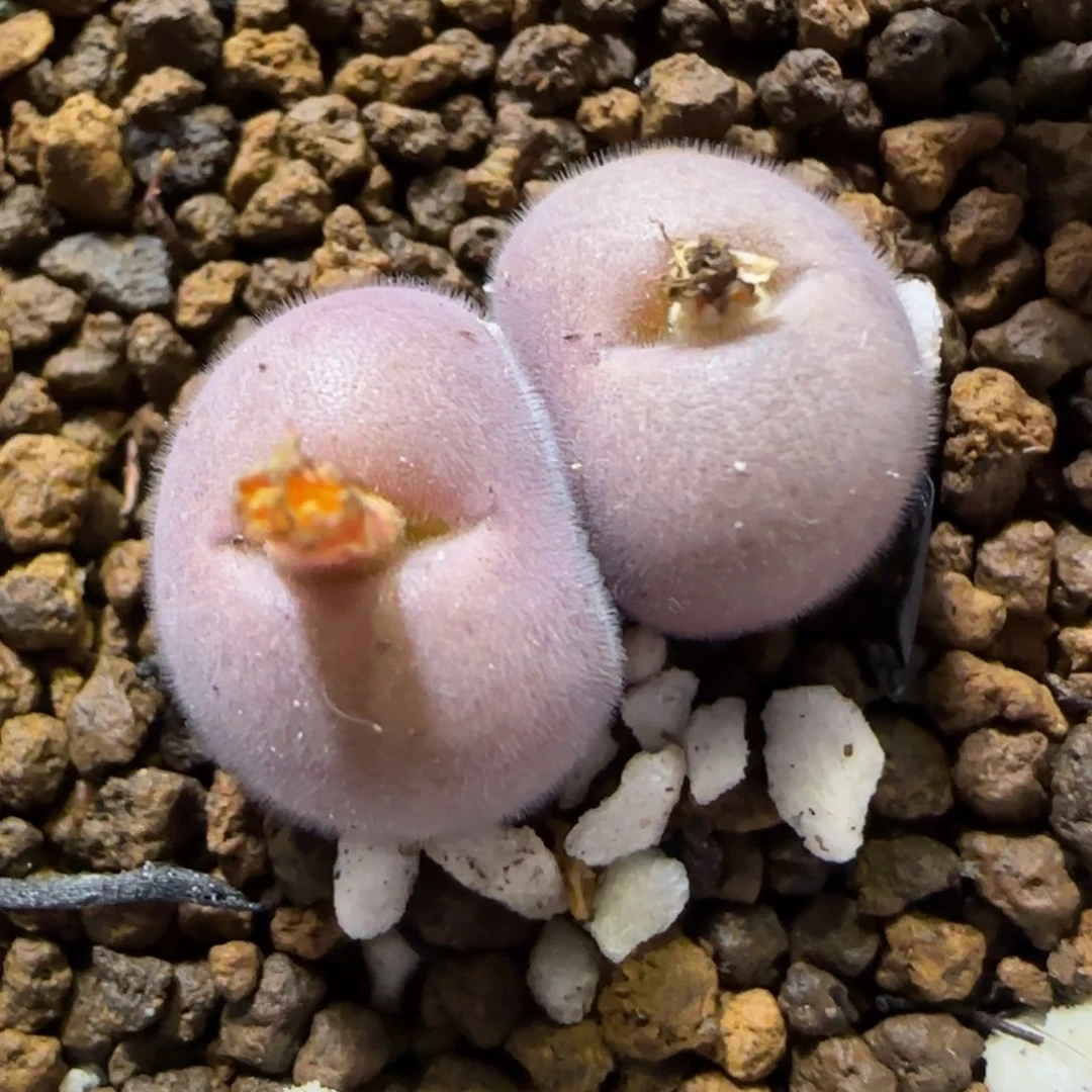 11.25。    d毛。     2001