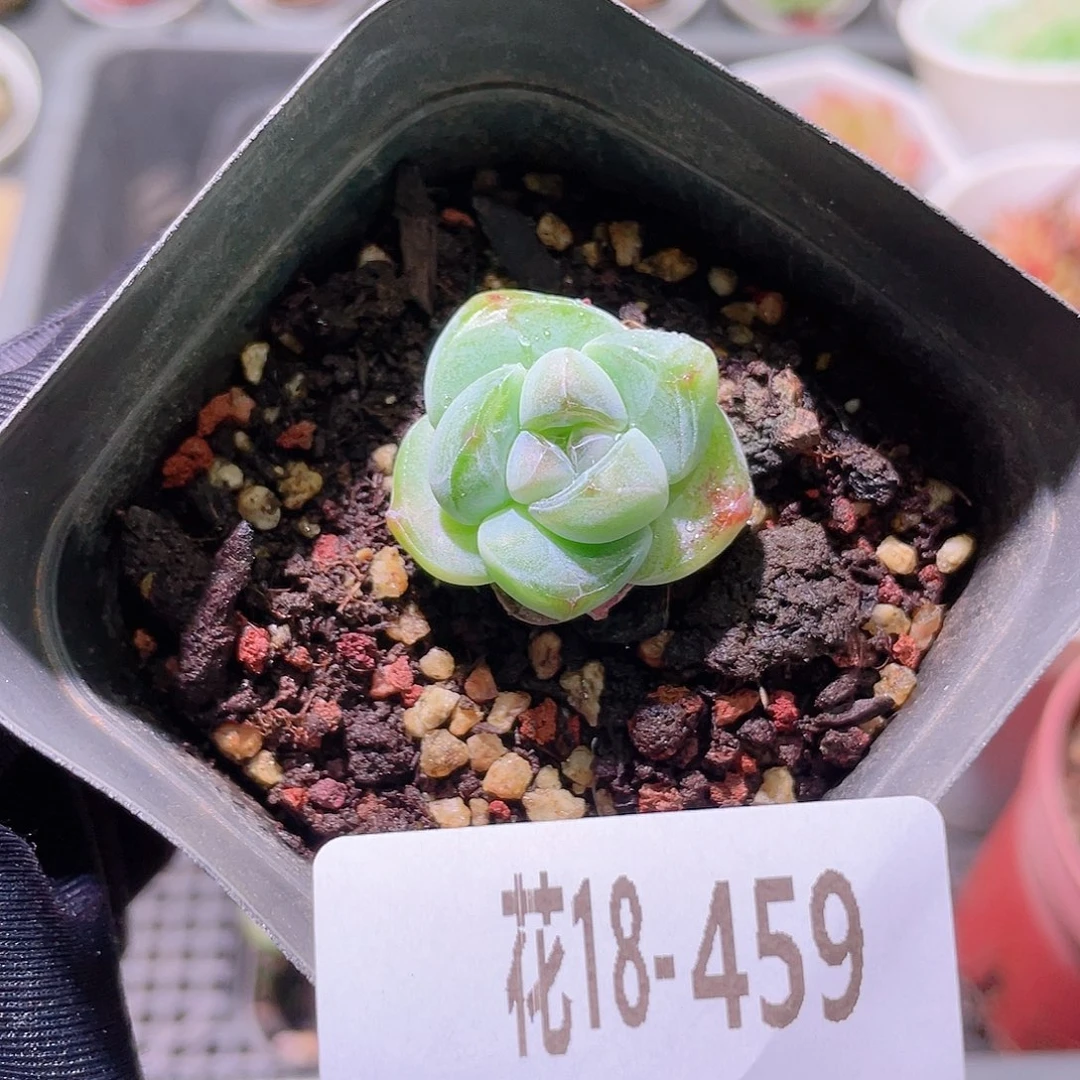 花利美18-459糖心冰玉